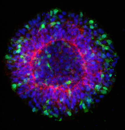 Raw Imaging Data, 500 ng mRNA (Tx1)