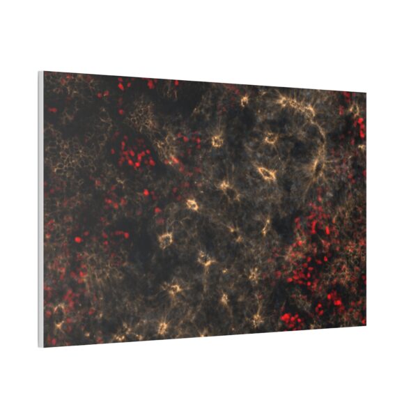neuroepithelium print - Image 13