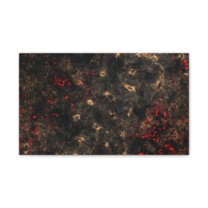 neuroepithelium print