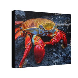 nico's graspus graspus print