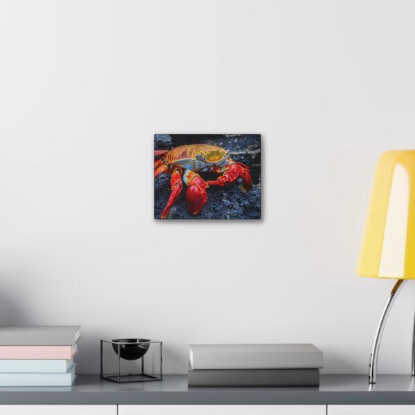 nico's graspus graspus print - Image 3