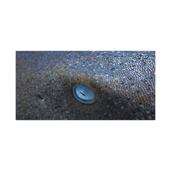 nico's nurse shark 👁️ - Image 13
