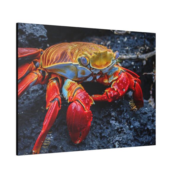 nico's graspus graspus print - Image 10