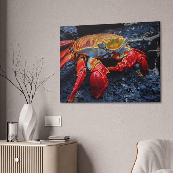 nico's graspus graspus print - Image 12