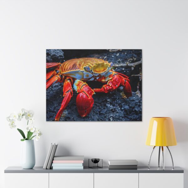 nico's graspus graspus print - Image 11