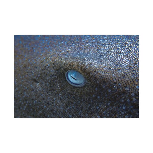 nico's nurse shark 👁️ - Image 5