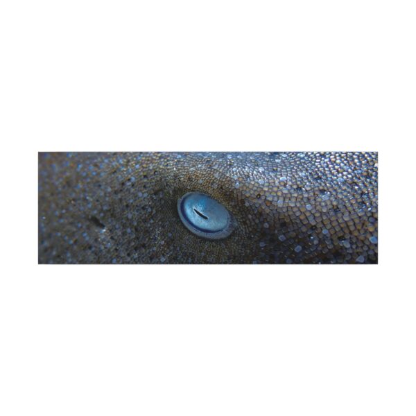 nico's nurse shark 👁️ - Image 9
