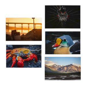 nico's postcard 5-pack