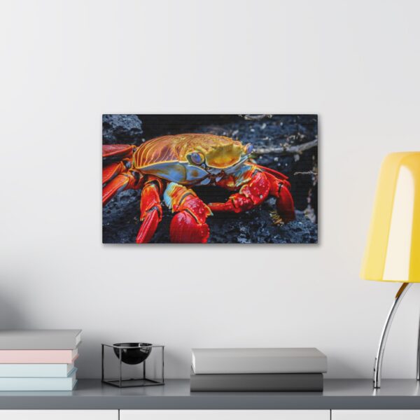 nico's graspus graspus print - Image 7