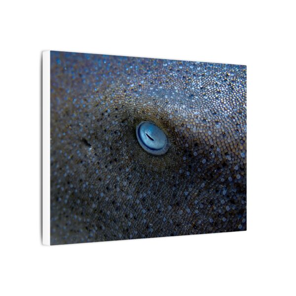 nico's nurse shark 👁️ - Image 2