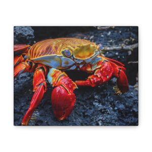 nico's graspus graspus print