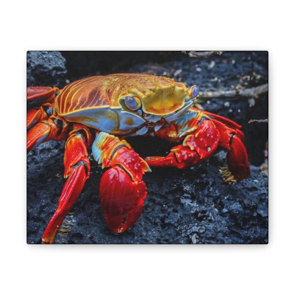 nico's graspus graspus print