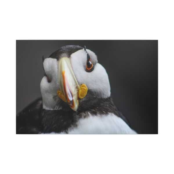 nico's puffin print - Image 9