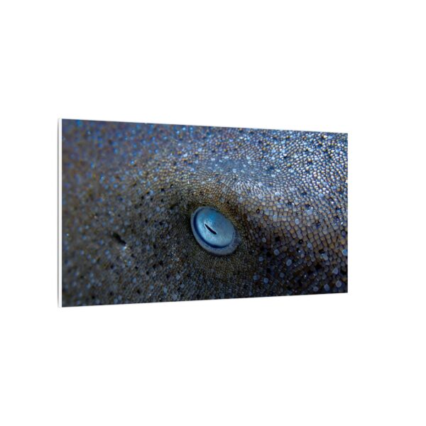 nico's nurse shark 👁️ - Image 18