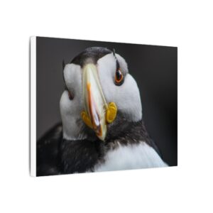 nico's puffin print